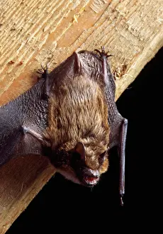 Hangs: SEROTINE BAT - hangs on wood beam