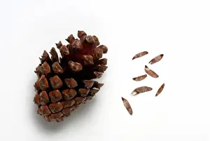 Pinecone: Serotinous Pine Cone
