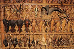 Argus: Serow and wild boar skulls