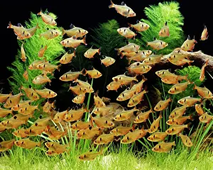 Tetra: Serpae Tetra - Shoal. Freshwater Aquarium Fish
