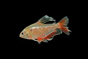 Eques: Serpai Tetra - side view