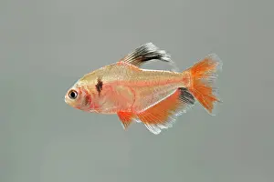 Eques: Serpai Tetra - side view
