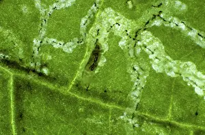 Mines: Serpentine Leaf Miners in tomato leaf