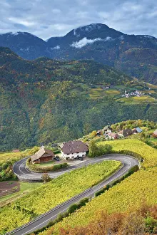 Bolzano: Serpentine with vineyards in autumn at Ritten, Bolzano