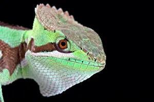 Honduras: Serrated casquehead iguana (Laemanctus serratus)