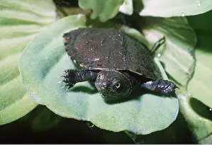 Elizabeth Bomford: SERRATED TERRAPIN - Baby on Nile Cabbage / Water Lettuce
