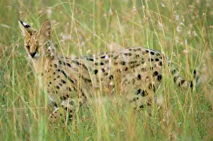 Serval: Serval