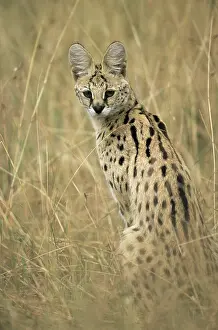 Serval: Serval
