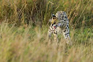 Serval: Serval