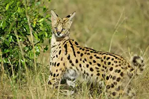 Serval: Serval