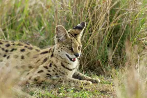 Serval: Serval