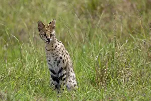 Parc: SERVAL