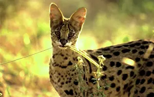 Bushman: SERVAL - Biting on Bushman / Blackseed / Feather