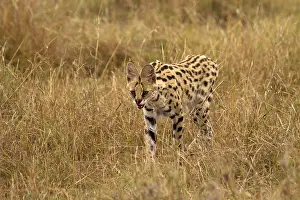 Serval: Serval cat - hunting - Kenya, Africa