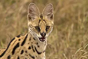 Serval: Serval cat - resting - Kenya, Africa