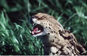 Mouths: SERVAL - close-up of head, roaring