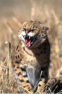 Growling: SERVAL - growling teeth bared