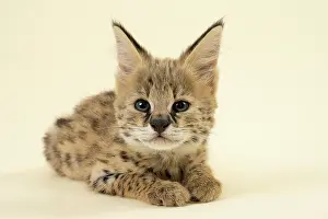 Serval: Serval (Leptailurus serval), juvenile, lying attentively