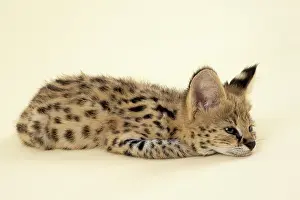 Serval: Serval (Leptailurus serval), juvenile, lying relaxed