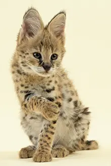 Serval: Serval (Leptailurus serval), juvenile, cleaning