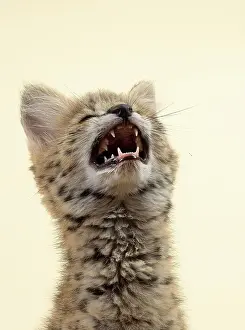 Serval: Serval (Leptailurus serval), juvenile, looking up