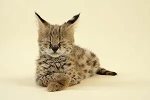 Serval: Serval (Leptailurus serval), juvenile, relaxed