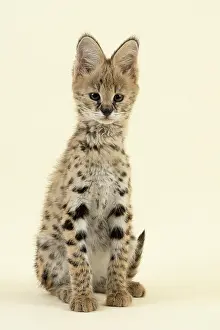 Serval: Serval (Leptailurus serval), juvenile, sitting