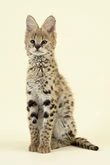 Serval: Serval (Leptailurus serval), juvenile, sitting