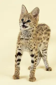 Serval: Serval (Leptailurus serval), juvenile, speaks, 9