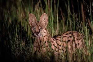 Serval: Serval (Leptailurus serval) lighted at night, Botswana