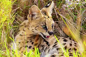 Narok: Serval (Leptailurus serval) Masai Mara Kenya