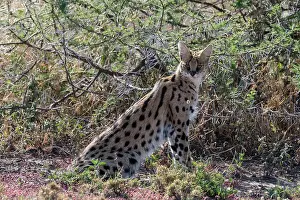 Serval: Serval (Leptailurus serval), Ndutu, Ngorongoro Conservation