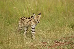 Steal: Serval (Leptailurus serval) in the savanna, Masai
