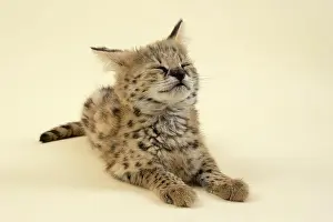 Serval: Serval (Leptailurus serval), young animal, enjoying