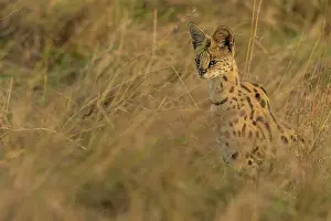 Serval: Serval looking for prey in the long grass