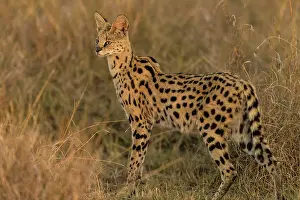 Serval: Serval Masai Mara National Reserve, Kenya