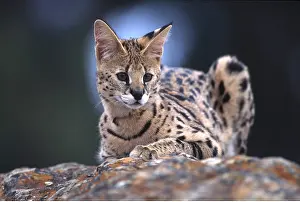 Serval: SERVAL - resting on rock