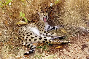 Leptailurus: Serval - resting & yawning