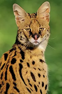 Servals: Serval - Found on Savannas of central Africa