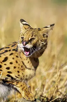 Leptailurus: Serval - showing aggressionS