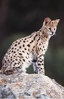 Serval: SERVAL - sitting on top of rock