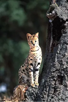 Serval: SERVAL - sitting in tree