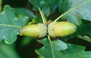 Acorns: Sessile / Durmast Oak