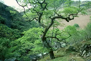 Petraea: Sessile Oak