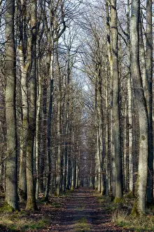 Petraea: Sessile Oak Forest / Cornish Oak / Durmast Oak
