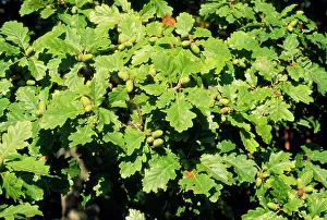 Acorns: SESSILE OAK - LEAVES