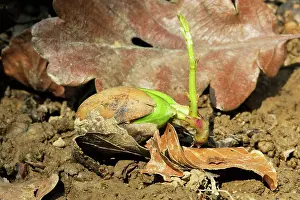Petraea: Sessile Oak - seedling