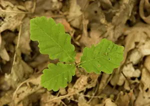 Petraea: Sessile oak - seedling in woodland