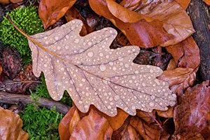Petraea: Sessile Oak, single leaf covered in dew drops, amongst