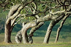 Creepy: Sessile Oak Trees - stunted and leaning over Loch